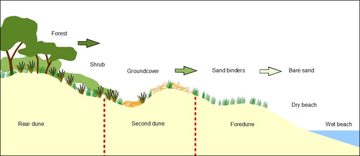 Figure 1: A dune profile from sand binding grasses on the most seaward foredune zone, to increasing ground cover and shrubs on the mid-dunes zone, to forests on the most landward zone. This continuum reflects the change in environmental conditions from seaward to landward dunes. Sampling across the dunes using transects will therefore quantify the cover and composition of vegetation across these zones.