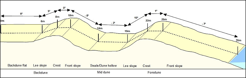 A coastal dune profile showing dune morphology including dune crest, slopes, swales and front slope, some or all of which may be present.