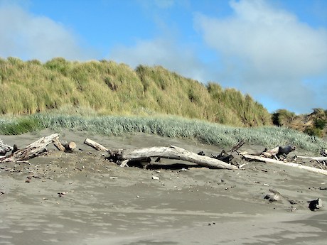 Two sand binding species on foredunes that can sometimes be difficult to identify - the native spinifex (front) and the exotic marram grass (back), Manawatu coast.